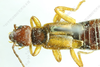 CollectionObject 2214711; IZCAS CSTR:19715.10.2111C0002601112776, 2cfab448-4cc9-4ca6-a556-037ee1ee82b2, IOZ(E)200559: Forficula davidi subsp. externa holotype CSTR:19715.10.2111C0002601112776. Available at: http://museum.ioz.ac.cn/bbimgxx.aspx?pth=2111C0002601112776. (CollectionObject).