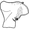 Pygofer, lateral view on Edwardsiana dorsti (Ossiannilsson, 1936): Pygofer, lateral view. (Observation).