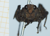 CollectionObject 1585489; 049f46ae-d941-4d72-a749-81b732e606c8: female, frontal view. (CollectionObject).