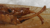 CollectionObject 1533000; 8fb49329-b42f-4d93-8596-c29929197dae: male cerci, ventral view. (CollectionObject).