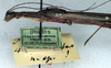 CollectionObject 1561325; NMW 212, 61f808f3-c8d6-49c6-ae8b-b0529a91759e: copyright NMW, Vienna. female: head and thorax, lateral view (holotype). (CollectionObject).