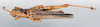 CollectionObject 1535552; 769f0e13-c1b3-469b-9fec-badb3331251d: male, dorsal view (lectotype). (CollectionObject).