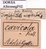 labels. Depicts CollectionObject 1538347; ef62e67f-91c8-41f2-b16c-9b5f2a88c494, a CollectionObject.