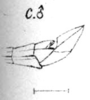 Anchotatus peruvianus Brunner von Wattenwyl, 1890: Pl. 5, Fig. 8 C. male abdomen tip. (Otu).
