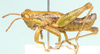 male, lateral view. Depicts Basutacris inflatifrons Brown, 1962, an Otu.