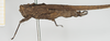 CollectionObject 1517916; b856a326-1510-4c17-8a4c-a845f1768909, NHMUK019024488: female, lateral view (syntype). (CollectionObject).