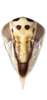 Head: !! display not done !! on Eupteryx (Eupteryx) melissae Curtis, 1837: face, anteroventral view. (Observation).