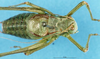 CollectionObject 1507217; 073142d4-a1c5-45e9-8974-03a5a11d8b76: male, dorsal view. (CollectionObject).