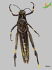 CollectionObject 2269794; Unioeste Cascavel K-1227, 27dac9e2-8d9f-4453-af09-9e0a7382d4c5: Female, dorsal view. (CollectionObject).