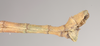 CollectionObject 1557609; NHMUK(SF IMPORT DUPLICATE) 845243, 394b3b61-6a8d-41f5-a1aa-1f76924523c8: copyright Natural History Museum, London. male: end of abdomen, lateral view of Bacteria spinosa (holotype). (CollectionObject).