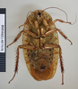 CollectionObject 1573269; f25dffa6-7f59-425e-86ab-84990786ef53: Copyright NHM, London. Male: ventral view, non-type. (CollectionObject).