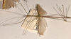 CollectionObject 1561971; a4f16831-97e2-4734-896b-ae13ccbaea01: copyright OUMNH. male, lateral view of Necroscia meneptolemus (holotype). (CollectionObject).