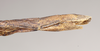 CollectionObject 1559057; 7e532d44-d0aa-4908-a472-c1dda34e1d19: copyright Natural History Museum, London. female: end of abdomen, lateral view. (CollectionObject).