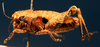 CollectionObject 1479234; c9292070-8f76-4e7c-a4dc-2bdc7d9940c3: female, lateral view. (CollectionObject).