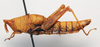 CollectionObject 1573867; 2fbaeab5-fd2a-4358-b181-fd60987e3481: female, lateral view (allotype). (CollectionObject).