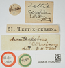 CollectionObject 1517892; 07de5cf5-f8ea-43c7-924b-d832e7520b12, NHMUK010924507: labels (holotype). (CollectionObject).