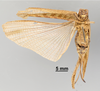 CollectionObject 1522932; e71d4203-2c24-4ef1-8fde-a70591f3208e: Female, ventral view (holotype). (CollectionObject).
