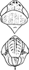 Head on Ebarrius cognatus (Fieber, 1869): Head, pro-, and mesothorax. (Observation).
