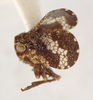 Habitus, lateral view on Dictyssa schuhi O'Brien, 1986: (Observation).