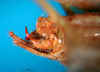 CollectionObject 1502477; 005243c1-e9b4-4c67-bc4a-775f25aacfdf: male abdomen tip, lateral view. (CollectionObject).