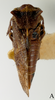 Habitus, dorsal view: !! display not done !! on Pieltainellus boneti Peláez, 1970: (Observation).