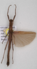 CollectionObject 1563038; 7259f75c-5c00-4cdc-a7c2-fe191c690135: copyright UMO. female of synonym Presbistus moharii (paratype). (CollectionObject).