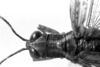 CollectionObject 1501494; fdfb6e0e-0ab3-4bb1-8a90-14cb65f83796: photo C.S. Carbonell [mirror image]. female head and pronotum, dorsal view (syntype). (CollectionObject).