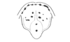 Leptomerinthoprora brevipennis Rehn, 1905: Fig. 2. male, tenth abdominal tergite and supraanal plate (Leptomerinthoprora occidentalis). (Otu).