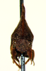 Campylenchia Stål, 1869: _Campylenchia latipes_. (Otu).