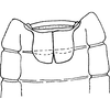 Abdomen, sternal apodemes, ventral view: Sternal apodemes. (Observation).