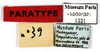 CollectionObject 1573685; MNHN(SF IMPORT DUPLICATE) MNHN-EP-EP1221, 3a877a52-3399-4944-a679-183de7cefcf8: CC BY-NC-ND 4.0/MNHN - Depraetere Marion - 2014. Paratype, female, of oblonga van Herrewege, 1973. Specimen number: MNHN-EP-EP1221. http://coldb.mnhn.fr/catalognumber/mnhn/ep/ep1221. (CollectionObject).