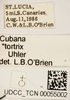 Other on Cubana tortrix Uhler, 1895: (Observation).