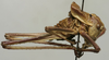 CollectionObject 1535926; 6fd97b92-1c9c-471a-8d24-af4025f52d78: male nymph, lateral view (allotype). (CollectionObject).