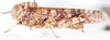 Oreacris luctuosa Bolívar, 1911: female, lateral view. (Otu).