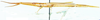 Mesopsilla roseoviridis Ramme, 1929: lateral view. (Otu).