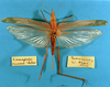 CollectionObject 1516838; 5316656a-e5d3-4b3d-8b5f-8be273231ef4: female, dorsal view (holotype). (CollectionObject).