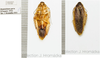 Rhabdoblatta parva (Chopard, 1952): (Otu).