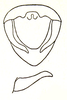 Burmacris charlottae (Ramme, 1941): Fig. 55. male genital region and left cercus. (Otu).