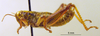 CollectionObject 1530676; bb2eff46-a62c-4d6c-9169-0e30a5663eaf: male, lateral view (syntype). (CollectionObject).