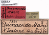 CollectionObject 1530822; 74243701-6f0b-4b3b-8174-3dd36bbeb89b: labels (syntype). (CollectionObject).