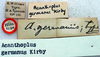 CollectionObject 1516904; ceed0b8e-09c1-44ad-a708-4fdbab4de5e4: labels (holotype of Acanthoplus germanus). (CollectionObject).