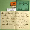 labels (holotype of Acridium paranense). Depicts CollectionObject 1501963; 2f79966d-1287-4851-9e61-b0e5265adcbb, DORSA BA000123S01, a CollectionObject.