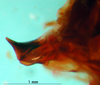 CollectionObject 1502225; 76dad2bf-6ae6-433a-a675-afd76efdc0ca: male, phallus lateral view. (CollectionObject).