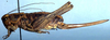Idiostatus chewaucan Rentz & Lightfoot, 1976: female, lateral view (paratype). (Otu).