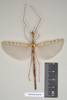 CollectionObject 1560093; NHMUK(SF IMPORT DUPLICATE) 844799, 51fca1e1-c43b-4cde-a72a-bf51c874e069: copyright Natural History Museum, London. female of Necroscia westwoodi (holotype). (CollectionObject).