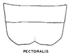 Sternite VII (female): (Observation).