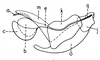 Mistothericles whitei (Dirsh, 1964): Fig. 1.2. phallic complex, lateral view. (Otu).