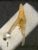 Habitus, dorsal view: !! display not done !! on Ossoides lineatus Bierman, 1910: (Observation).