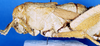 CollectionObject 1507065; c245a3b0-e0ed-4e38-832f-299286145e0e: female, lateral view (holotype of Trachypetrella kosswigiana). (CollectionObject).