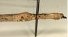 CollectionObject 1557250; 302a083a-774c-4f5c-9d11-d9283a86b667: copyright ZMUH, Hamburg. female: end of abdomen, lateral view of synonym Carausius australicus (paralectotype). (CollectionObject).